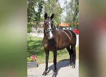 Oldenburgo, Caballo castrado, 4 años, 163 cm, Negro