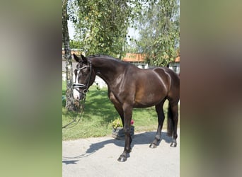 Oldenburgo, Caballo castrado, 4 años, 163 cm, Negro