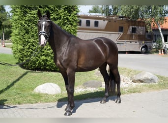 Oldenburgo, Caballo castrado, 4 años, 163 cm, Negro