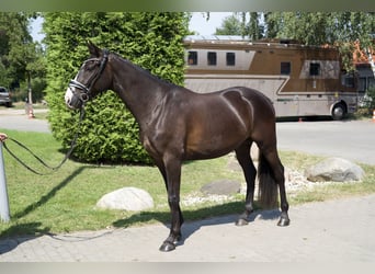 Oldenburgo, Caballo castrado, 4 años, 163 cm, Negro