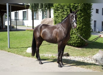 Oldenburgo, Caballo castrado, 4 años, 163 cm, Negro