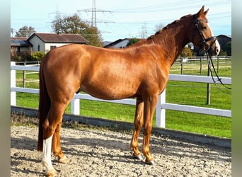 Oldenburgo, Caballo castrado, 4 años, 164 cm, Alazán