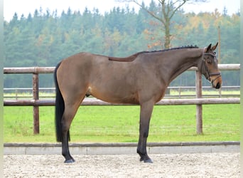 Oldenburgo, Caballo castrado, 4 años, 164 cm, Castaño