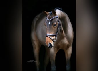 Oldenburgo, Caballo castrado, 4 años, 164 cm, Castaño