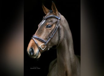 Oldenburgo, Caballo castrado, 4 años, 164 cm, Castaño