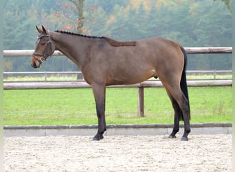 Oldenburgo, Caballo castrado, 4 años, 164 cm, Castaño