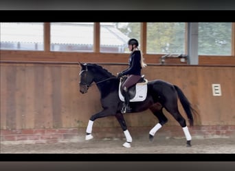 Oldenburgo, Caballo castrado, 4 años, 164 cm, Castaño oscuro