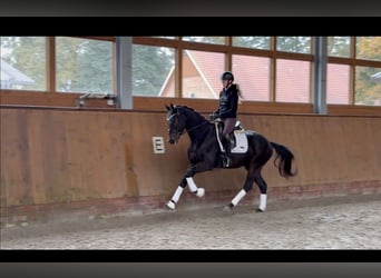 Oldenburgo, Caballo castrado, 4 años, 164 cm, Castaño oscuro