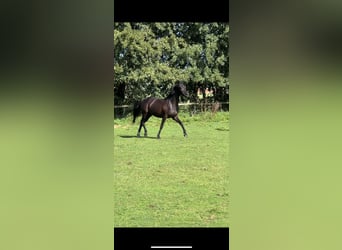 Oldenburgo, Caballo castrado, 4 años, 164 cm, Negro