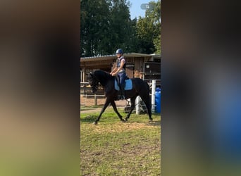 Oldenburgo, Caballo castrado, 4 años, 164 cm, Negro