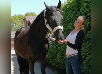 Oldenburgo, Caballo castrado, 4 años, 164 cm, Negro