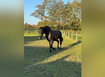 Oldenburgo, Caballo castrado, 4 años, 164 cm, Negro