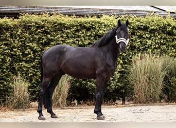 Oldenburgo, Caballo castrado, 4 años, 164 cm, Negro