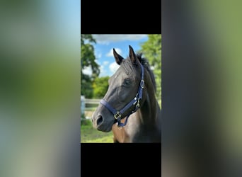 Oldenburgo, Caballo castrado, 4 años, 164 cm, Negro