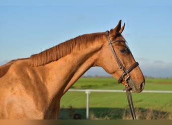 Oldenburgo, Caballo castrado, 4 años, 165 cm, Alazán