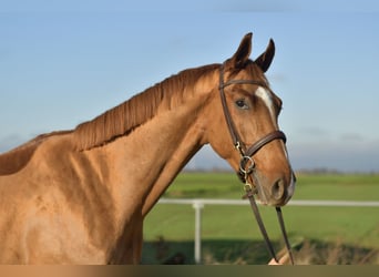 Oldenburgo, Caballo castrado, 4 años, 165 cm, Alazán