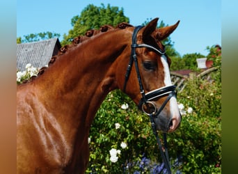 Oldenburgo, Caballo castrado, 4 años, 165 cm, Alazán-tostado