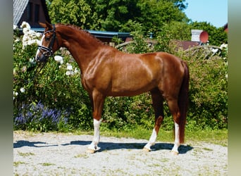 Oldenburgo, Caballo castrado, 4 años, 165 cm, Alazán-tostado