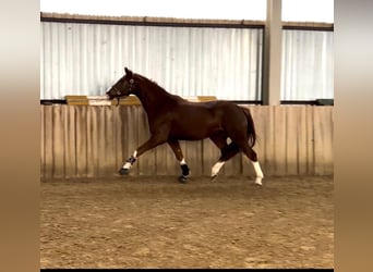 Oldenburgo, Caballo castrado, 4 años, 165 cm, Alazán-tostado