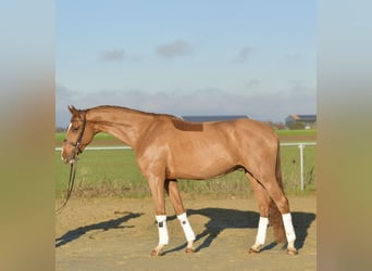 Oldenburgo, Caballo castrado, 4 años, 165 cm
