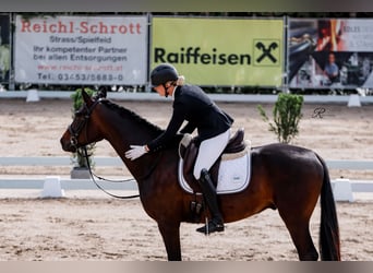 Oldenburgo, Caballo castrado, 4 años, 165 cm, Castaño
