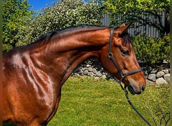Oldenburgo, Caballo castrado, 4 años, 165 cm, Castaño