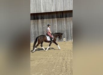 Oldenburgo, Caballo castrado, 4 años, 165 cm, Castaño oscuro