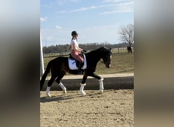 Oldenburgo, Caballo castrado, 4 años, 165 cm, Castaño oscuro