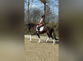 Oldenburgo, Caballo castrado, 4 años, 165 cm, Castaño oscuro