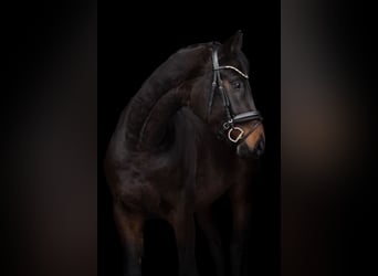 Oldenburgo, Caballo castrado, 4 años, 165 cm, Morcillo