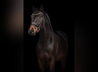 Oldenburgo, Caballo castrado, 4 años, 165 cm, Morcillo