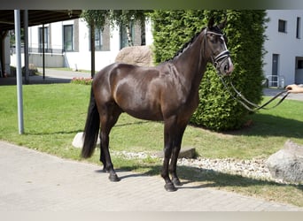 Oldenburgo, Caballo castrado, 4 años, 165 cm, Negro