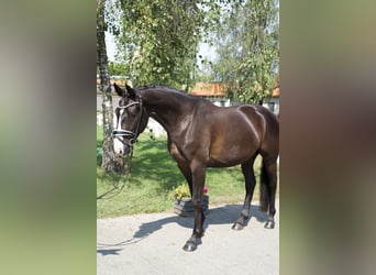 Oldenburgo, Caballo castrado, 4 años, 165 cm, Negro