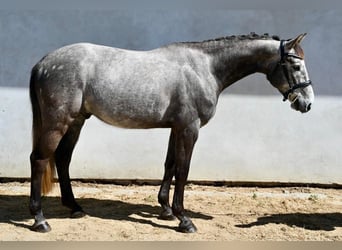 Oldenburgo, Caballo castrado, 4 años, 165 cm, Tordo