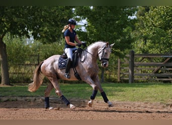 Oldenburgo, Caballo castrado, 4 años, 165 cm, Tordo rodado