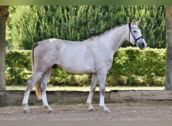 Oldenburgo, Caballo castrado, 4 años, 165 cm, Tordo rodado