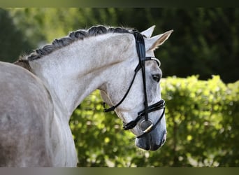 Oldenburgo, Caballo castrado, 4 años, 165 cm, Tordo rodado