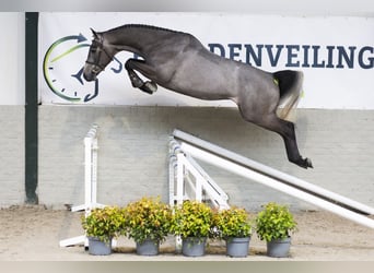 Oldenburgo, Caballo castrado, 4 años, 166 cm