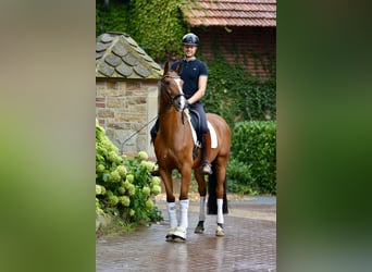 Oldenburgo, Caballo castrado, 4 años, 166 cm, Castaño