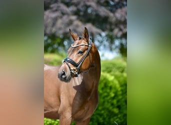 Oldenburgo, Caballo castrado, 4 años, 166 cm, Castaño