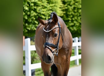 Oldenburgo, Caballo castrado, 4 años, 166 cm, Castaño