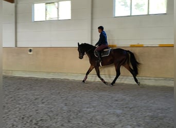 Oldenburgo, Caballo castrado, 4 años, 166 cm, Castaño oscuro