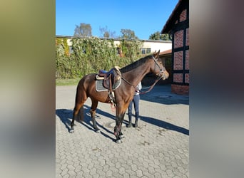 Oldenburgo, Caballo castrado, 4 años, 166 cm, Castaño oscuro