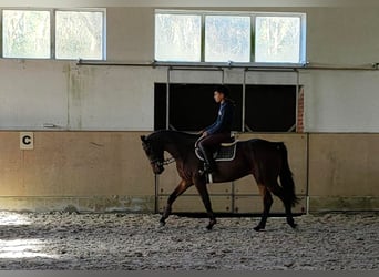 Oldenburgo, Caballo castrado, 4 años, 166 cm, Castaño oscuro