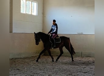 Oldenburgo, Caballo castrado, 4 años, 166 cm, Castaño oscuro