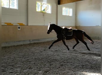 Oldenburgo, Caballo castrado, 4 años, 166 cm, Castaño oscuro