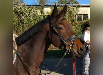 Oldenburgo, Caballo castrado, 4 años, 166 cm, Castaño oscuro