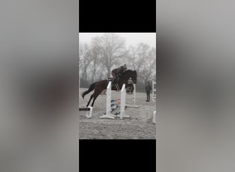 Oldenburgo, Caballo castrado, 4 años, 166 cm, Castaño oscuro