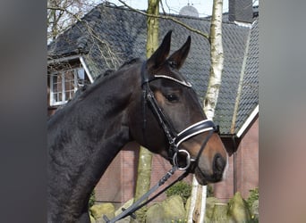 Oldenburgo, Caballo castrado, 4 años, 166 cm, Castaño oscuro