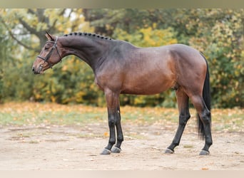 Oldenburgo, Caballo castrado, 4 años, 166 cm, Castaño oscuro
